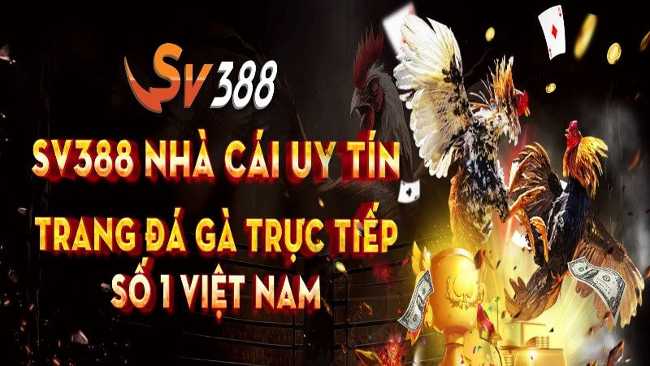 biendo khám phá về SV388 - Nhà cái cá cược đá gà đẳng cấp